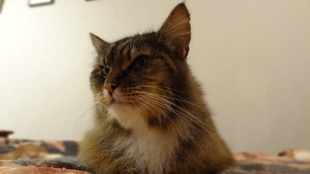 サファリ 猫の館4