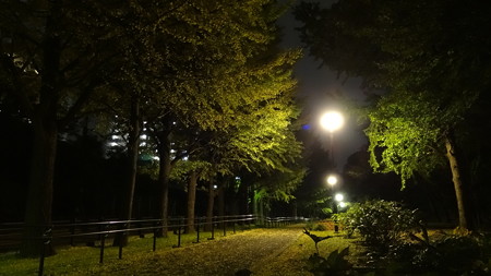 保土ヶ谷公園紅葉1
