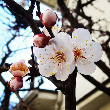 春もう少し(Instagram)