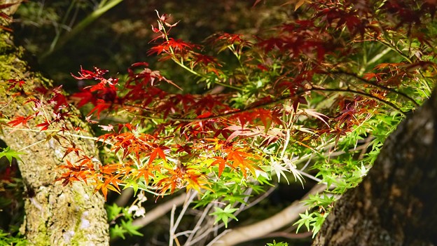 熱海梅園紅葉まつり4