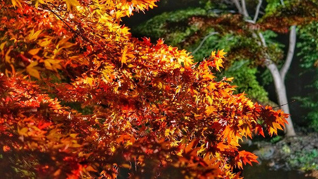 熱海梅園紅葉まつり7