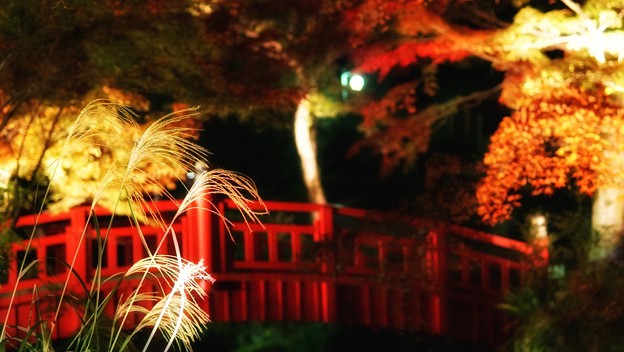 熱海梅園紅葉まつり9