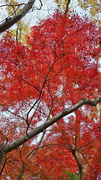 成田 紅葉狩り(2)