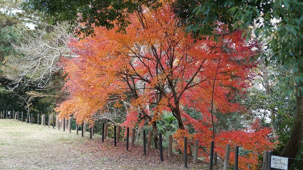 成田 紅葉狩り(3)