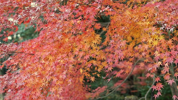 成田 紅葉狩り(5)