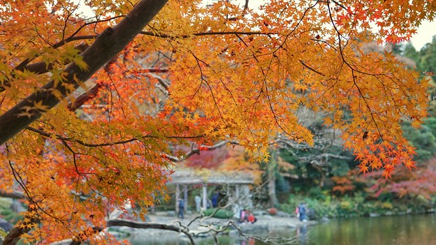 成田 紅葉狩り(8)