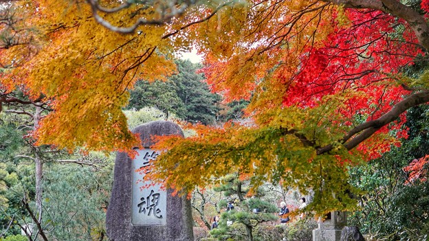成田 紅葉狩り(13)