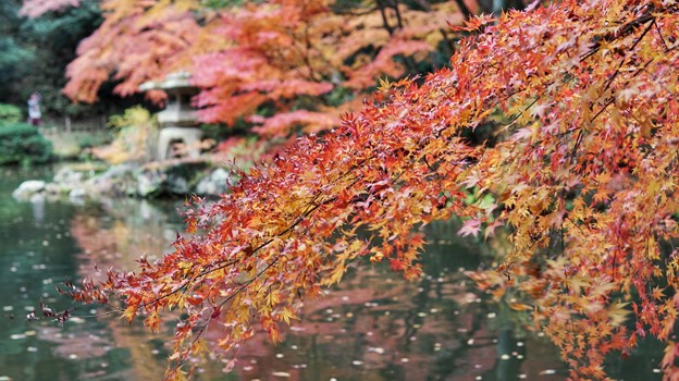 成田 紅葉狩り(18)