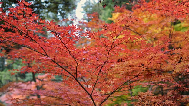 成田 紅葉狩り(19)