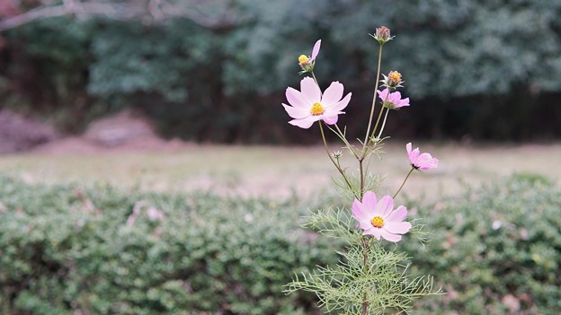 DSC02210-01千葉もみじロード