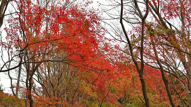 DSC02216-01千葉もみじロード