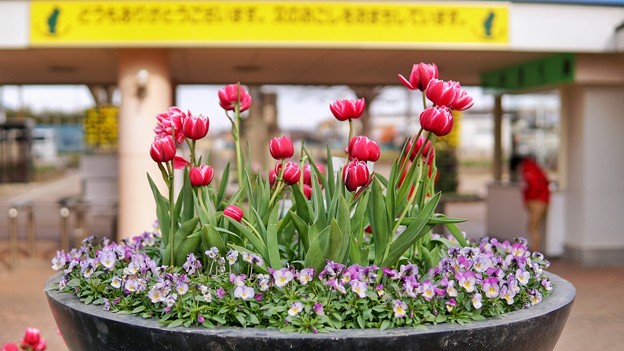 船橋アンデルセン公園-01