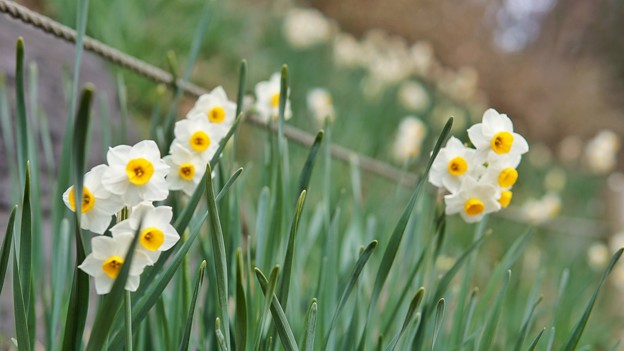 船橋アンデルセン公園