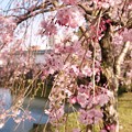 TON04346小田原城址公園の桜