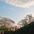 TON04369小田原城址公園の桜