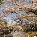 TON04388小田原城址公園の桜