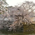 TON04410小田原城址公園の桜