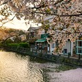 TON04416小田原城址公園の桜