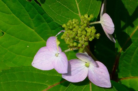 P1200610