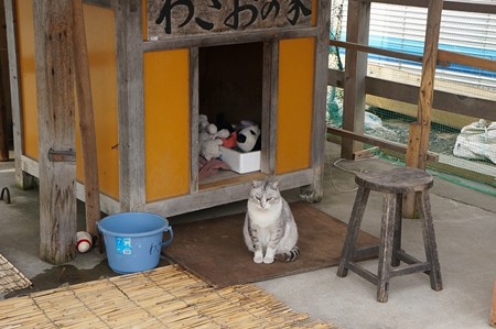 わさお_3