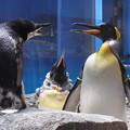 20180620 長崎ペンギン水族館 ジュン02