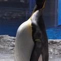 20180620 長崎ペンギン水族館 ジュン07