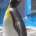 20180620 長崎ペンギン水族館 ジュン11