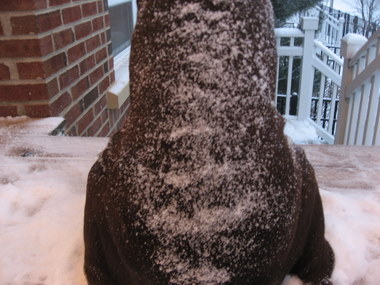Like chocolate brownie
