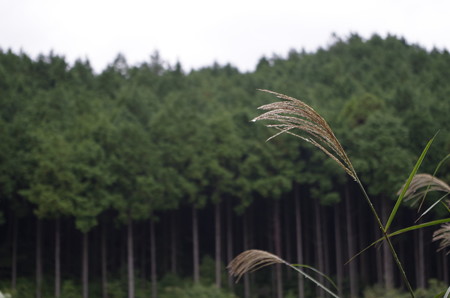 早朝の雨にぬれるススキ