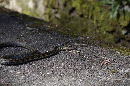 へびと遭遇1