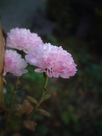 キク（Chrysanthemum morifolium Ramat.）