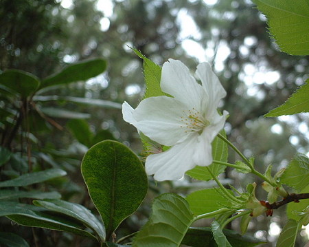 オオシマザクラ（Prunus speciosa (Koidz.) Nakai）