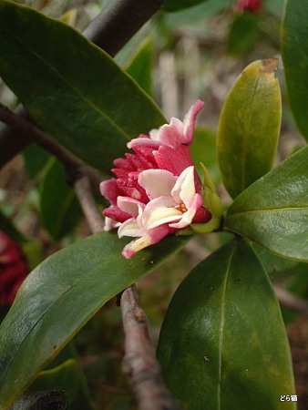 ジンチョウゲ（Daphne odora Thunb.）