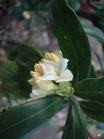 シロバナジンチョウゲ （Daphne odora Thunb. f. alba (Hemsley) Hara）