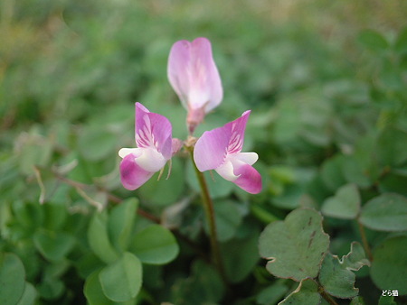 ゲンゲ（Astragalus sinicus L.）