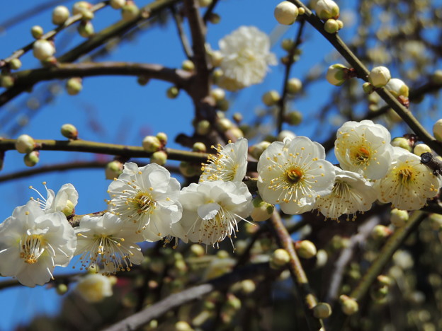 白い梅の花 写真共有サイト フォト蔵