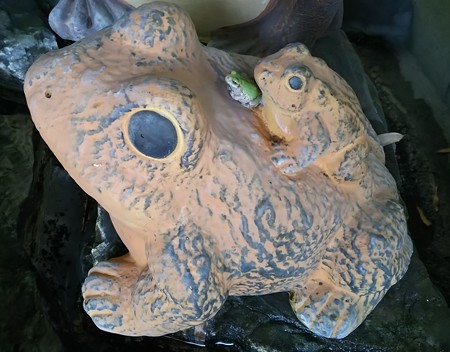 アマガエル。