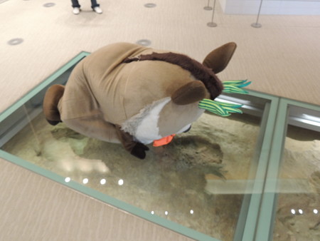 がん見するこもしか。
