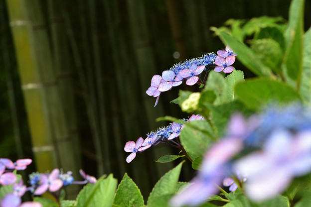 竹林前の紫陽花