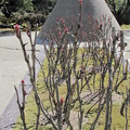 銀閣寺・向月台2