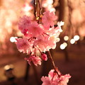 平安神宮・八重紅枝垂3