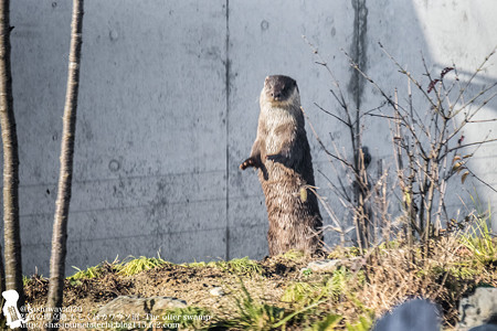 fukushima151220191