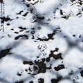 Photos: ichikawa190210061