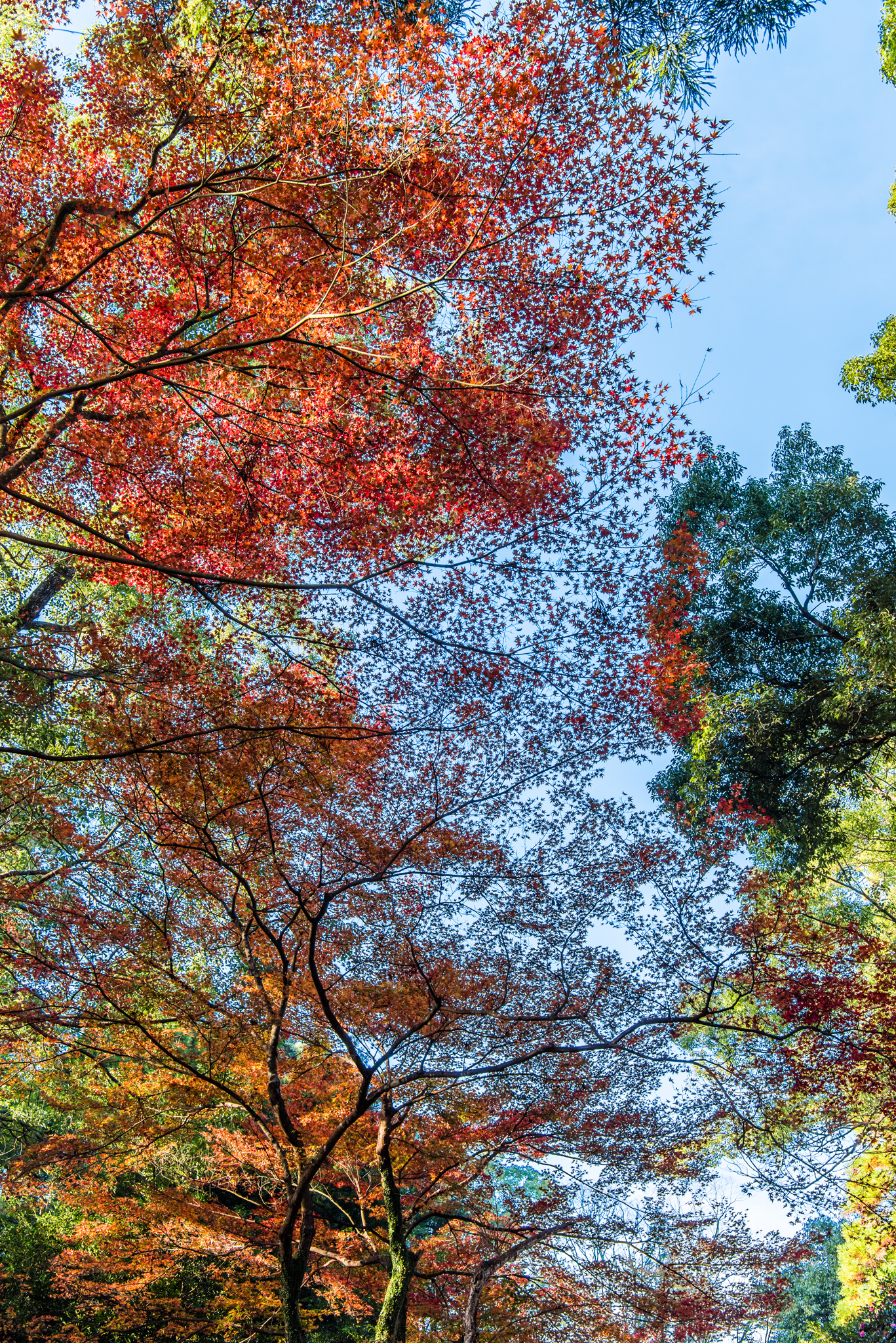 紅葉@若宮八幡宮-5