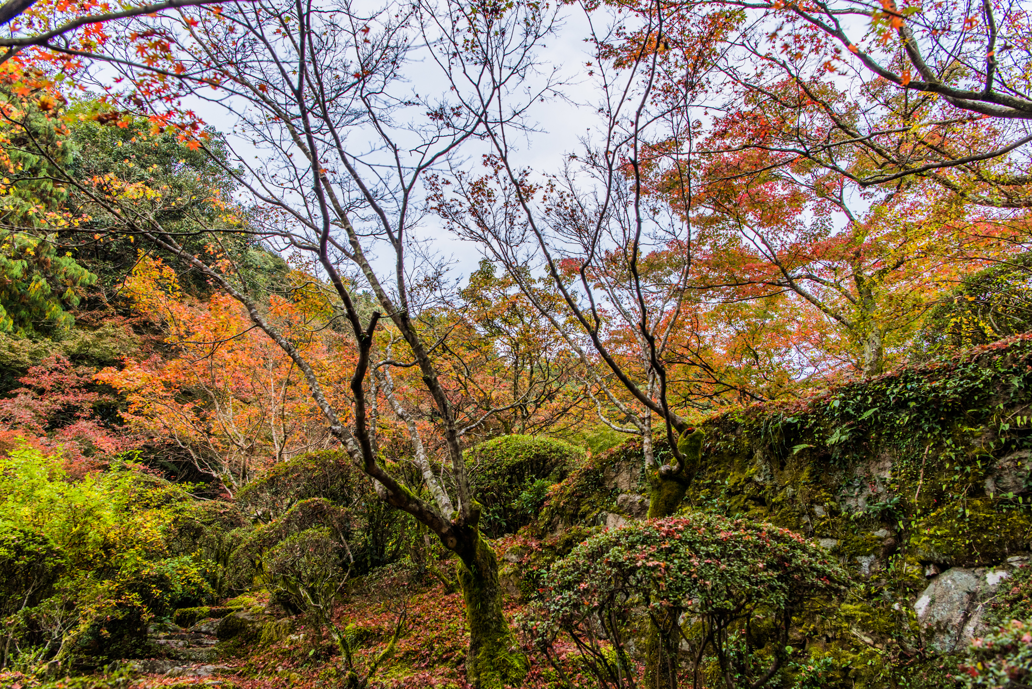 主屋前の紅葉