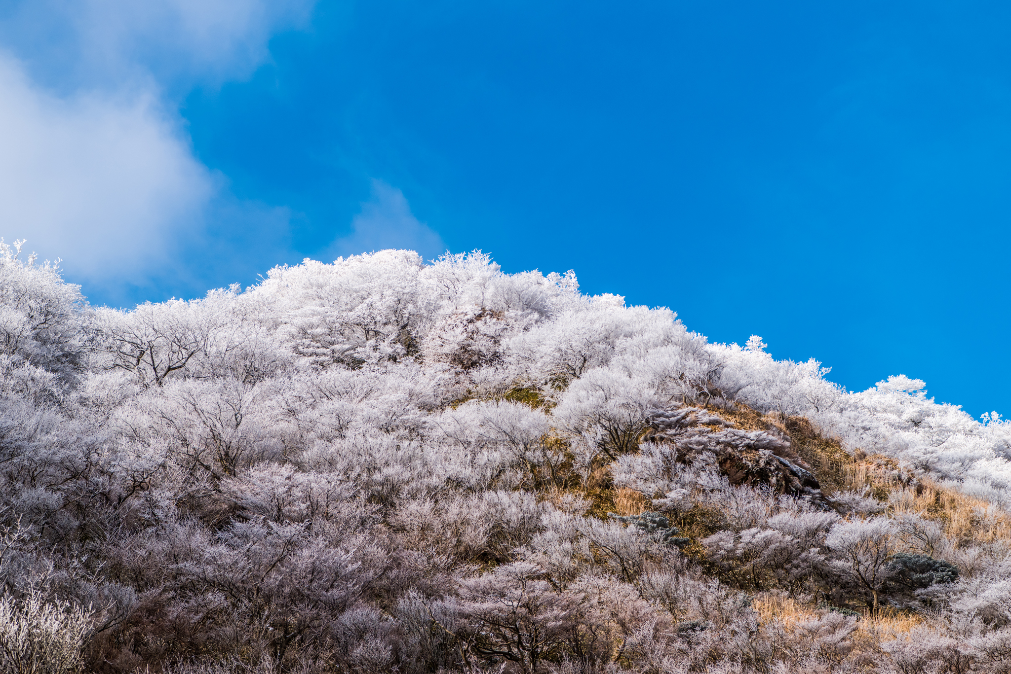 青空と霧氷
