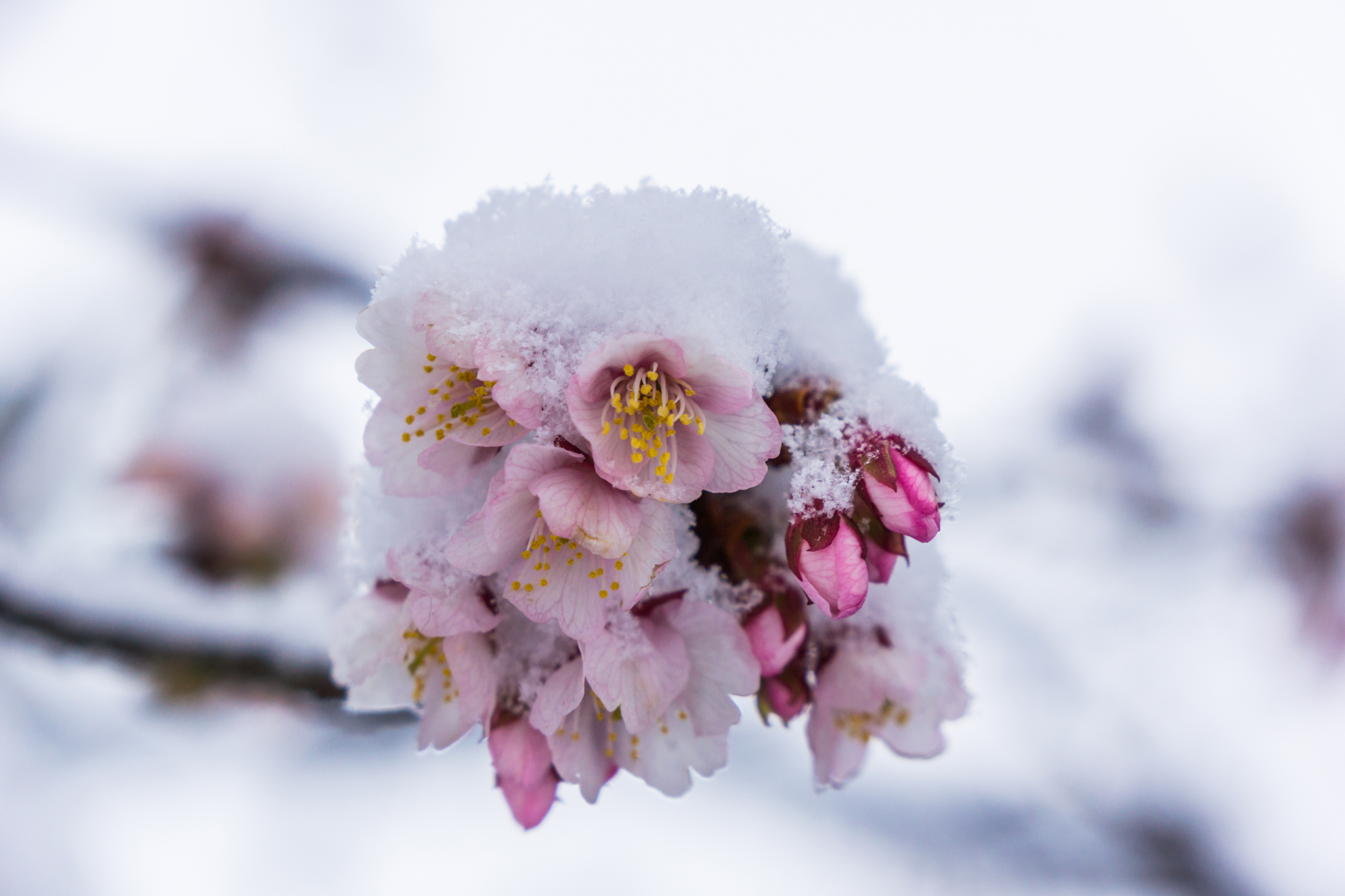 桜に雪