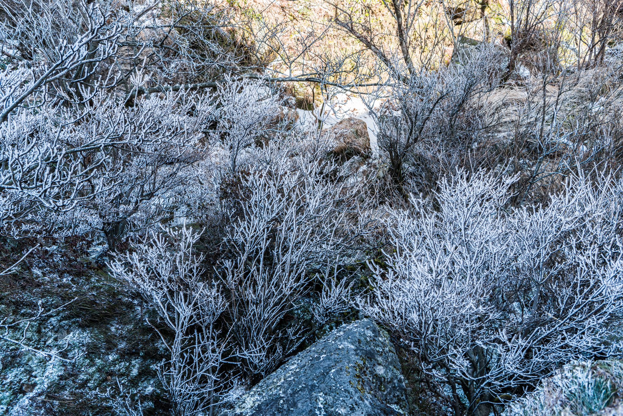 霧氷の森