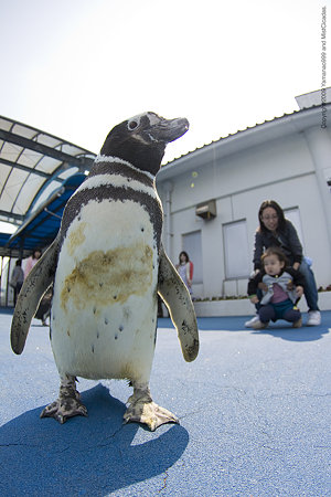 ペンギンのおさんぽタイム