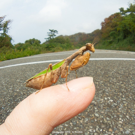 ヒメカマキリ
